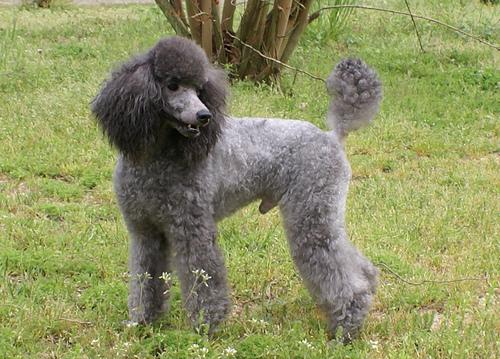 A dog image from https://images.dog.ceo/breeds/poodle-miniature/n02113712_9573.jpg