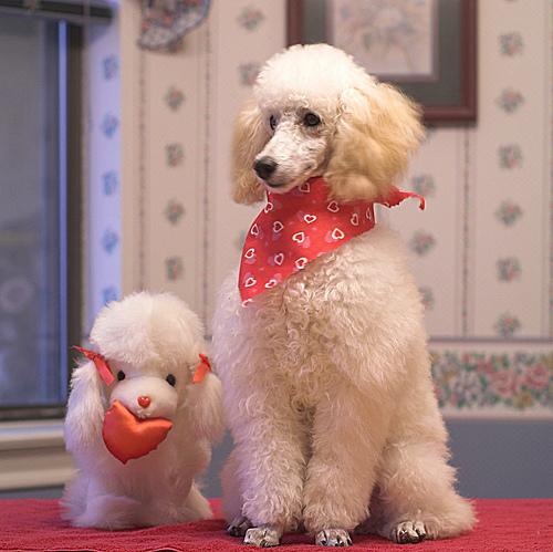 A dog image from https://images.dog.ceo/breeds/poodle-miniature/n02113712_9629.jpg