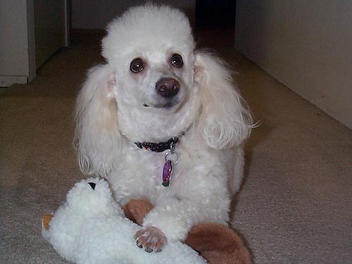 A dog image from https://images.dog.ceo/breeds/poodle-miniature/n02113712_9682.jpg