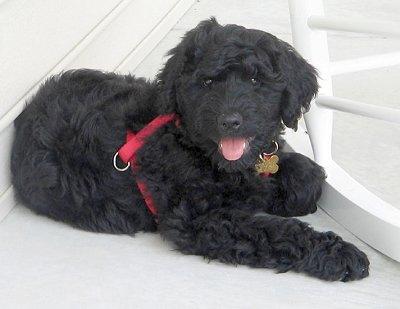 A dog image from https://images.dog.ceo/breeds/poodle-standard/n02113799_1140.jpg