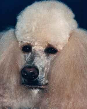 A dog image from https://images.dog.ceo/breeds/poodle-standard/n02113799_1207.jpg