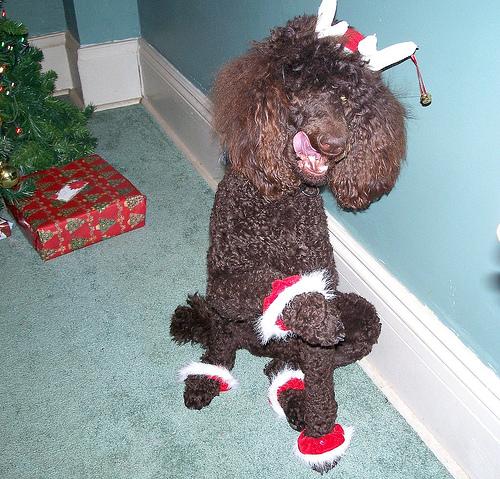 A dog image from https://images.dog.ceo/breeds/poodle-standard/n02113799_1439.jpg