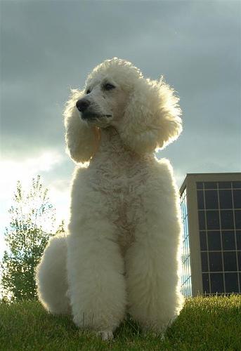 A dog image from https://images.dog.ceo/breeds/poodle-standard/n02113799_1444.jpg