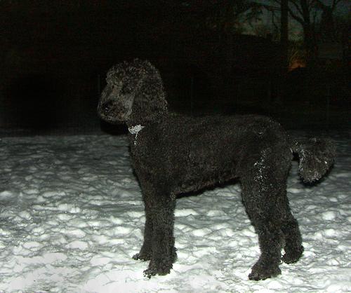 A dog image from https://images.dog.ceo/breeds/poodle-standard/n02113799_1537.jpg