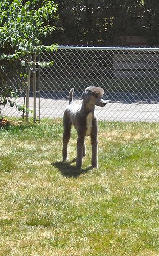 A dog image from https://images.dog.ceo/breeds/poodle-standard/n02113799_1798.jpg