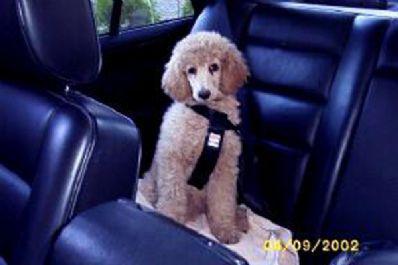 A dog image from https://images.dog.ceo/breeds/poodle-standard/n02113799_1980.jpg