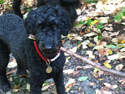 A dog image from https://images.dog.ceo/breeds/poodle-standard/n02113799_2037.jpg