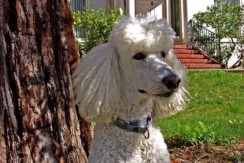 A dog image from https://images.dog.ceo/breeds/poodle-standard/n02113799_204.jpg