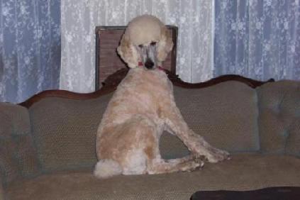 A dog image from https://images.dog.ceo/breeds/poodle-standard/n02113799_2280.jpg