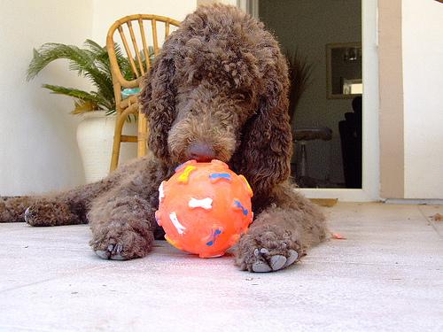 A dog image from https://images.dog.ceo/breeds/poodle-standard/n02113799_2321.jpg