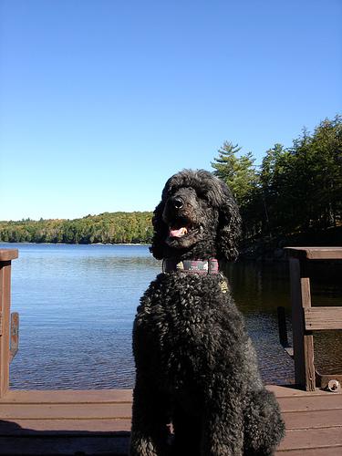 A dog image from https://images.dog.ceo/breeds/poodle-standard/n02113799_2600.jpg