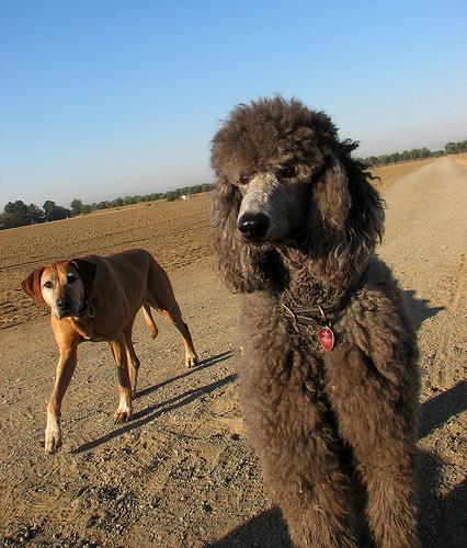 A dog image from https://images.dog.ceo/breeds/poodle-standard/n02113799_2650.jpg