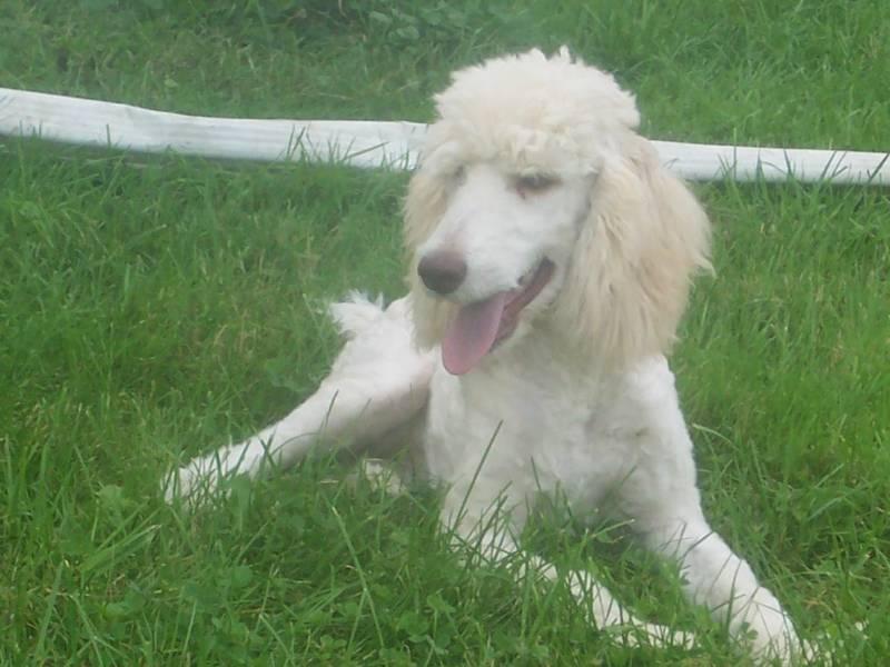 A dog image from https://images.dog.ceo/breeds/poodle-standard/n02113799_300.jpg