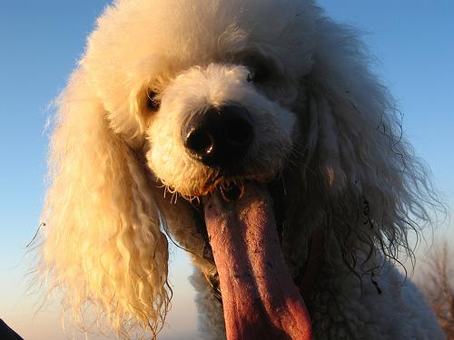 A dog image from https://images.dog.ceo/breeds/poodle-standard/n02113799_3054.jpg