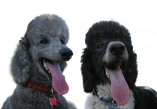 A dog image from https://images.dog.ceo/breeds/poodle-standard/n02113799_5075.jpg