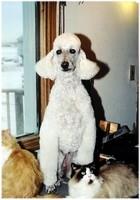 A dog image from https://images.dog.ceo/breeds/poodle-standard/n02113799_5372.jpg