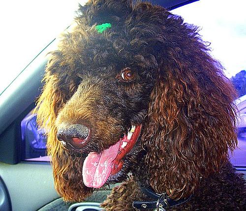 A dog image from https://images.dog.ceo/breeds/poodle-standard/n02113799_6382.jpg