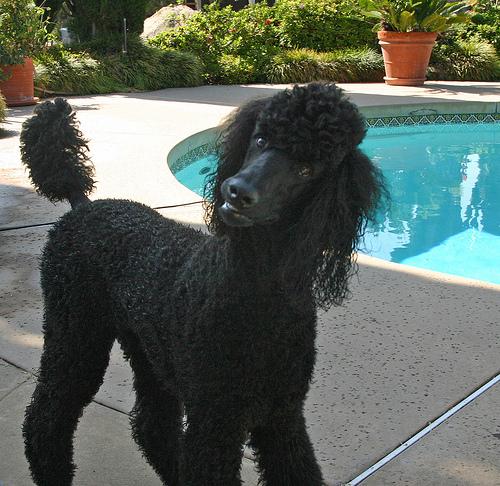 A dog image from https://images.dog.ceo/breeds/poodle-standard/n02113799_6891.jpg