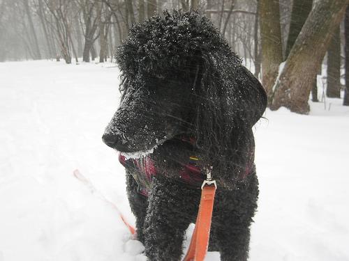 A dog image from https://images.dog.ceo/breeds/poodle-standard/n02113799_7299.jpg