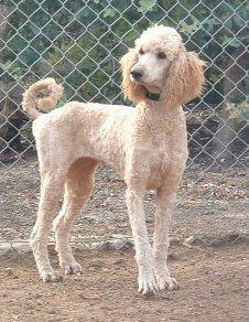 A dog image from https://images.dog.ceo/breeds/poodle-standard/n02113799_961.jpg