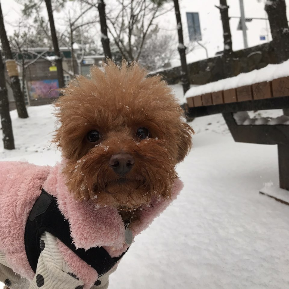 A dog image from https://images.dog.ceo/breeds/poodle-toy/boogie_with_snow.jpg