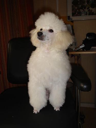 A dog image from https://images.dog.ceo/breeds/poodle-toy/n02113624_1220.jpg