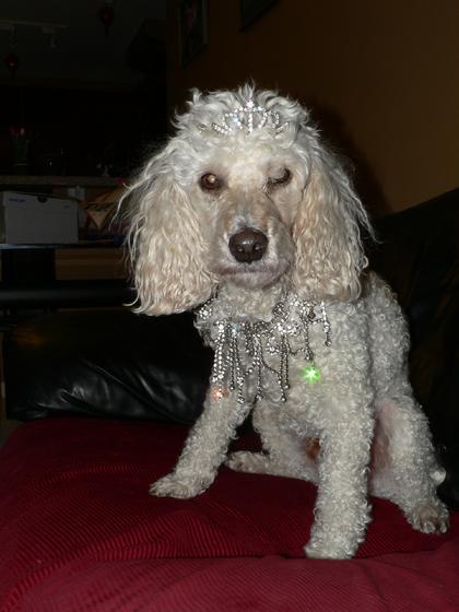 A dog image from https://images.dog.ceo/breeds/poodle-toy/n02113624_1293.jpg