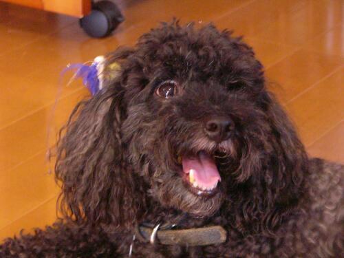 A dog image from https://images.dog.ceo/breeds/poodle-toy/n02113624_1559.jpg