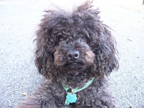 A dog image from https://images.dog.ceo/breeds/poodle-toy/n02113624_1576.jpg