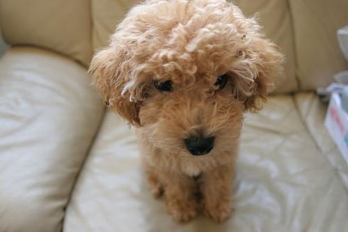 A dog image from https://images.dog.ceo/breeds/poodle-toy/n02113624_223.jpg