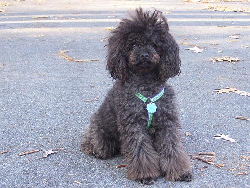 A dog image from https://images.dog.ceo/breeds/poodle-toy/n02113624_2508.jpg