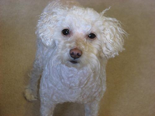 A dog image from https://images.dog.ceo/breeds/poodle-toy/n02113624_2521.jpg