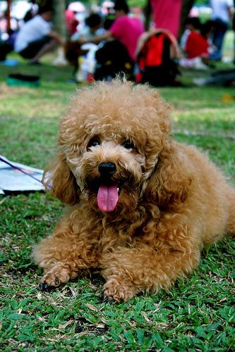 A dog image from https://images.dog.ceo/breeds/poodle-toy/n02113624_2609.jpg