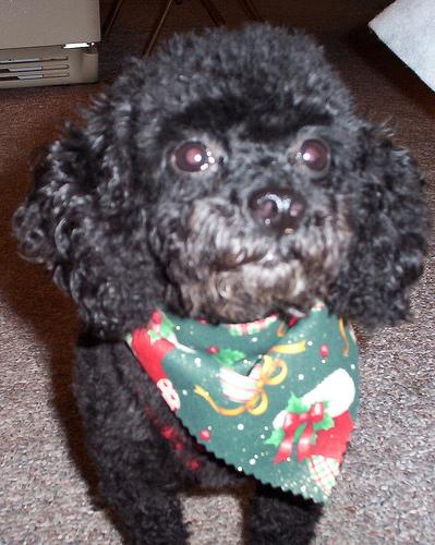 A dog image from https://images.dog.ceo/breeds/poodle-toy/n02113624_265.jpg