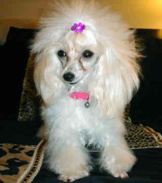 A dog image from https://images.dog.ceo/breeds/poodle-toy/n02113624_2785.jpg