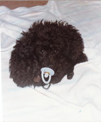 A dog image from https://images.dog.ceo/breeds/poodle-toy/n02113624_2816.jpg