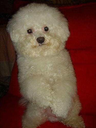 A dog image from https://images.dog.ceo/breeds/poodle-toy/n02113624_2905.jpg