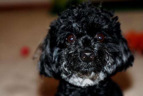 A dog image from https://images.dog.ceo/breeds/poodle-toy/n02113624_3460.jpg