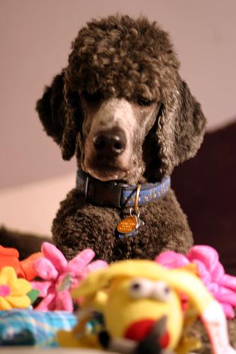 A dog image from https://images.dog.ceo/breeds/poodle-toy/n02113624_3714.jpg