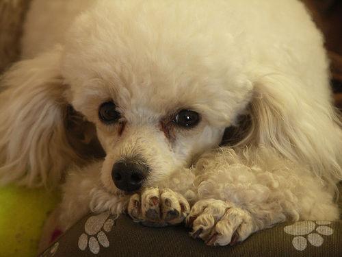 A dog image from https://images.dog.ceo/breeds/poodle-toy/n02113624_4087.jpg