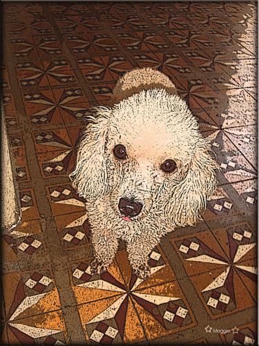 A dog image from https://images.dog.ceo/breeds/poodle-toy/n02113624_4112.jpg