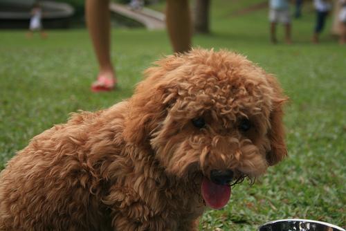 A dog image from https://images.dog.ceo/breeds/poodle-toy/n02113624_429.jpg