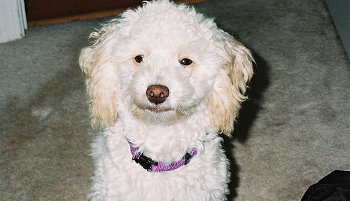 A dog image from https://images.dog.ceo/breeds/poodle-toy/n02113624_5386.jpg