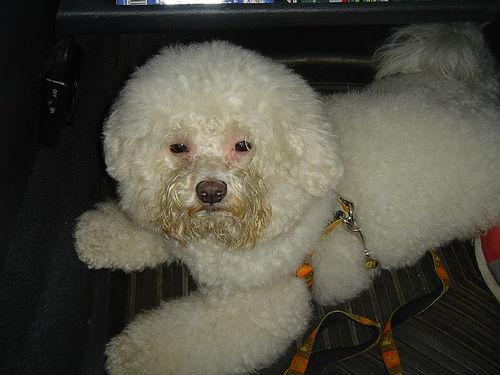 A dog image from https://images.dog.ceo/breeds/poodle-toy/n02113624_5459.jpg