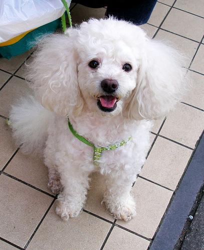 A dog image from https://images.dog.ceo/breeds/poodle-toy/n02113624_5723.jpg