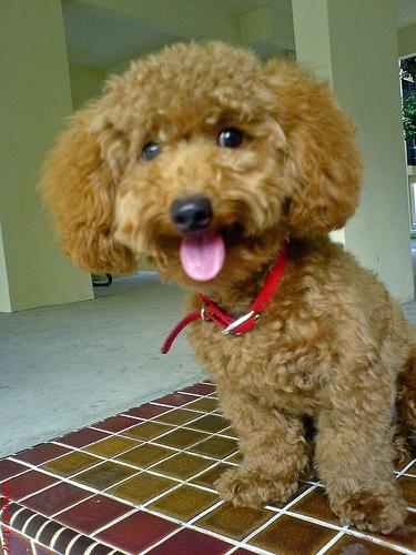 A dog image from https://images.dog.ceo/breeds/poodle-toy/n02113624_665.jpg