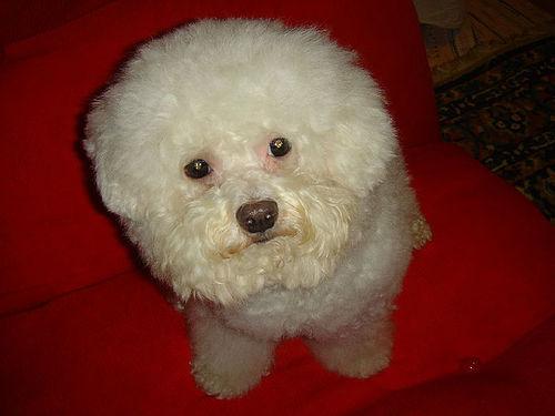 A dog image from https://images.dog.ceo/breeds/poodle-toy/n02113624_6684.jpg