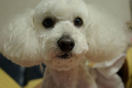 A dog image from https://images.dog.ceo/breeds/poodle-toy/n02113624_7986.jpg