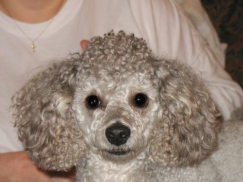 A dog image from https://images.dog.ceo/breeds/poodle-toy/n02113624_8880.jpg