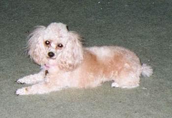 A dog image from https://images.dog.ceo/breeds/poodle-toy/n02113624_9550.jpg